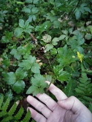 Ranunculus cantoniensis