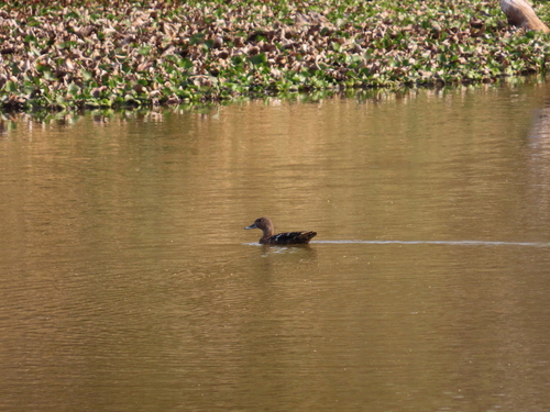 iNaturalist image