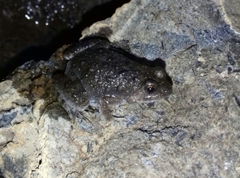 Phrynobatrachus