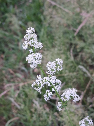 white bedstraw