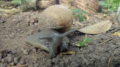 Megalobulimus lorentzianus