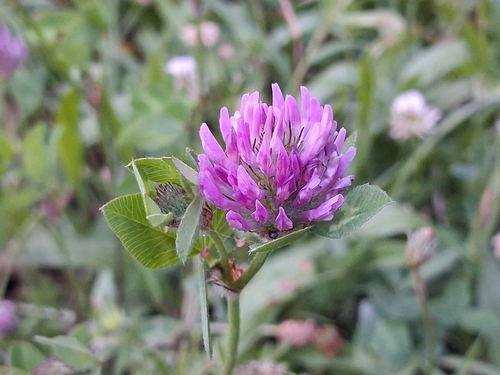 Red Clover