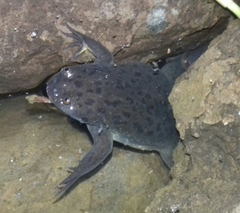 Xenopus