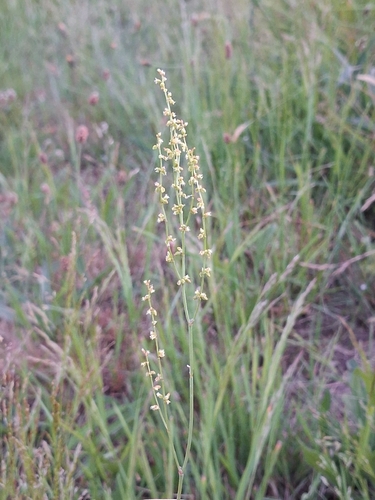 Sheep's sorrel