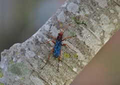 Hemipepsis tamisieri