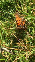 Polygonia c-album