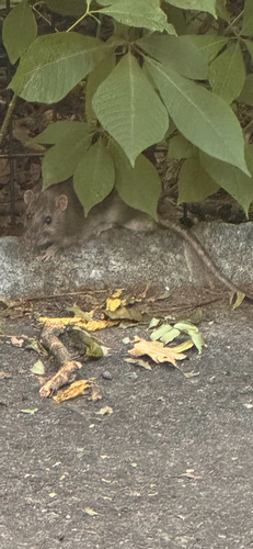Rat photographed near here on 2026-06-21