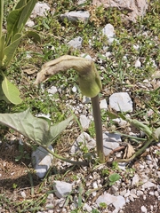 Arum rupicola