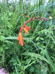 Crocosmia × crocosmiiflora
