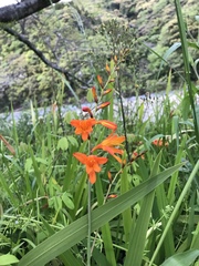 Crocosmia × crocosmiiflora