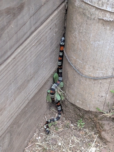 South American Milksnake