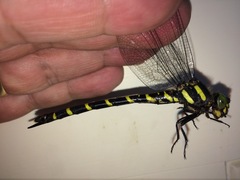 Cordulegaster erronea