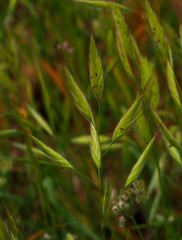 Bromus lanceolatus