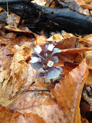 Obolaria virginica
