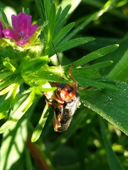 Cantharis annularis