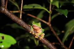 Zhangixalus aurantiventris