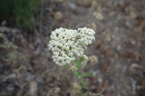 Achillea odorata, photograph 1