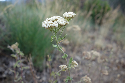 Achillea odorata
