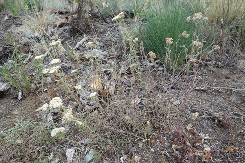 Achillea odorata, photograph 4