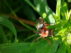 Cantharis annularis