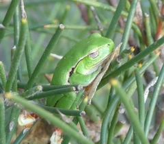 Ranoidea phyllochroa