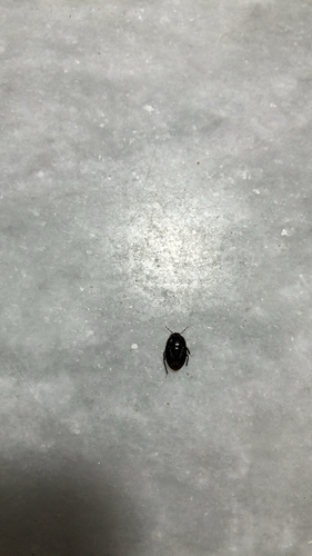 Macroscytus brunneus