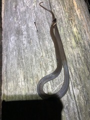 Cacophis squamulosus