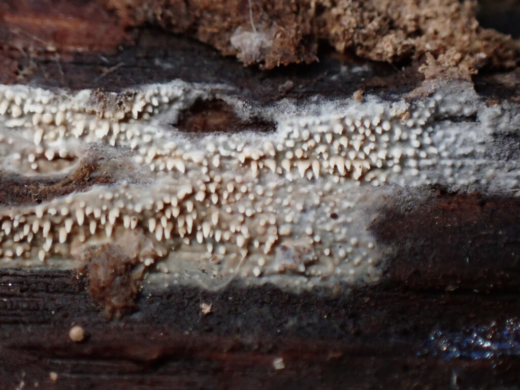 Mycoacia fuscoatra