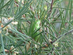 Ranoidea phyllochroa