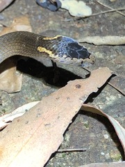 Cacophis squamulosus