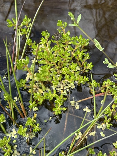 Montia fontana, photograph 5