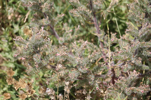 Echium asperrimum