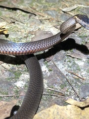 Cacophis squamulosus