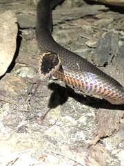 Cacophis squamulosus