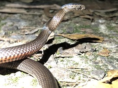 Cacophis squamulosus