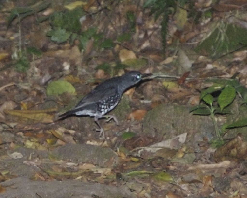Sunda Thrush