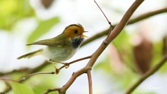 Abroscopus albogularis