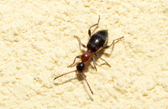 Anthicinae