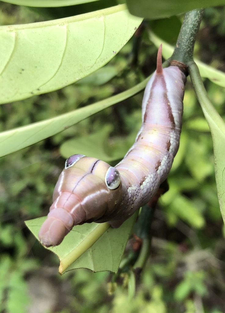 Cechenena
