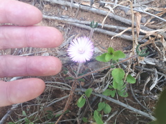 Drosanthemum striatum