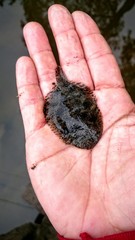 Trinectes maculatus