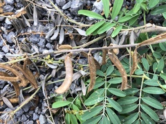 Tephrosia noctiflora