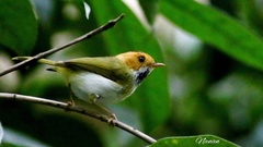 Abroscopus albogularis