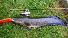 Channa argus