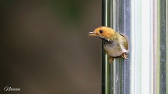 Abroscopus albogularis