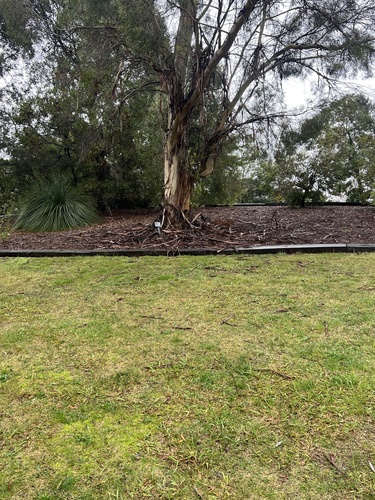Pied Currawong