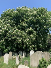 Aesculus hippocastanum