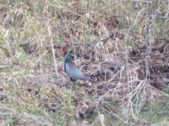 Phasianus versicolor