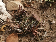 Haworthiopsis fasciata