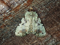 Perigea glaucoptera